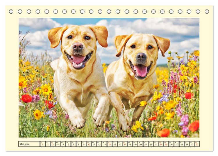 Produktbild: Labrador Retriever. Labrador-Magie f&uuml;r Herz und Seele (Tischkalender 2026 DIN A5 quer), CALVENDO Monatskalender