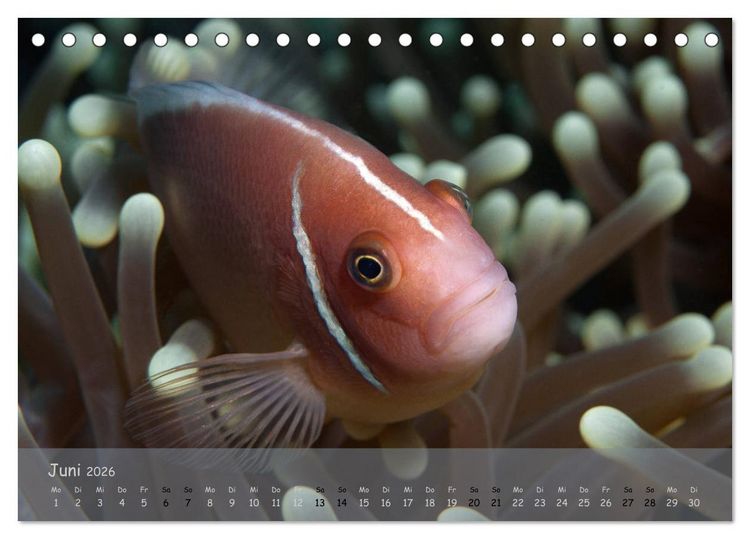 Produktbild: Anemonenfische - Streitbare Gesellen (Tischkalender 2026 DIN A5 quer), CALVENDO Monatskalender