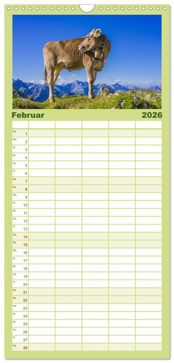 Produktbild: Familienplaner 2026 - Allg&auml;uer Sch&ouml;nheiten Allg&auml;u - Land der K&uuml;he mit 5 Spalten (Wandkalender, 21 x 45 cm) CALVENDO