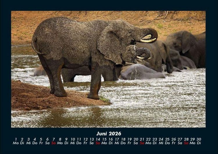 Produktbild: Elefanten - Die sanften Riesen Afrikas 2026 Fotokalender DIN A4