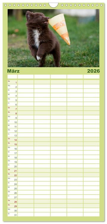 Produktbild: Familienplaner 2026 - Aussie Welpen 2026 mit 5 Spalten (Wandkalender, 21 x 45 cm) CALVENDO