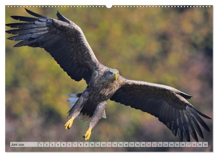 Produktbild: Majest&auml;tische Seeadler (Wandkalender 2026 DIN A2 quer), CALVENDO Monatskalender