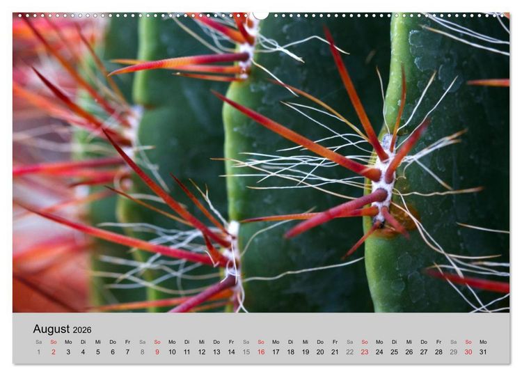 Produktbild: Bl&uuml;tensymphonie - Kakteen und Sukkulenten (Wandkalender 2026 DIN A2 quer), CALVENDO Monatskalender