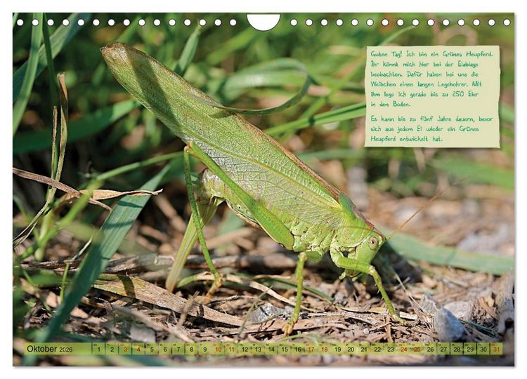 Produktbild: GEOclick Lernkalender: Insekten (Wandkalender 2026 DIN A4 quer), CALVENDO Monatskalender