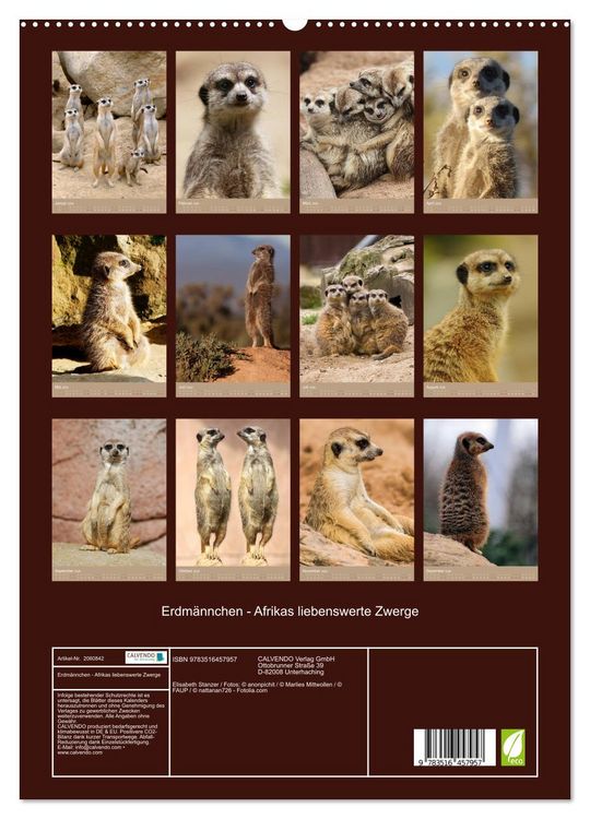 Produktbild: Erdm&auml;nnchen - Afrikas liebenswerte Zwerge (hochwertiger Premium Wandkalender 2026 DIN A2 hoch), Kunstdruck in Hochglanz