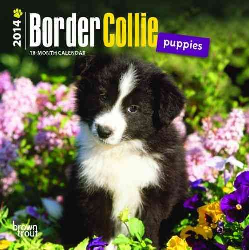 Produktbild: Border Collie Puppies 2014 Calendar