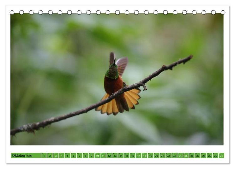 Produktbild: Kolibris; Anmut, Sch&ouml;nheit, Farben (Tischkalender 2026 DIN A5 quer), CALVENDO Monatskalender