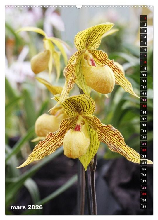 Produktbild: Miracle floral l'orchid&eacute;e (Calendrier mural 2026 DIN A2 horizontal) calendrier de bureau