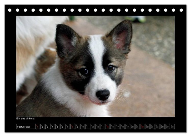 Produktbild: Islandhund - Welpen / CH-Version (Tischkalender 2026 DIN A5 quer), CALVENDO Monatskalender