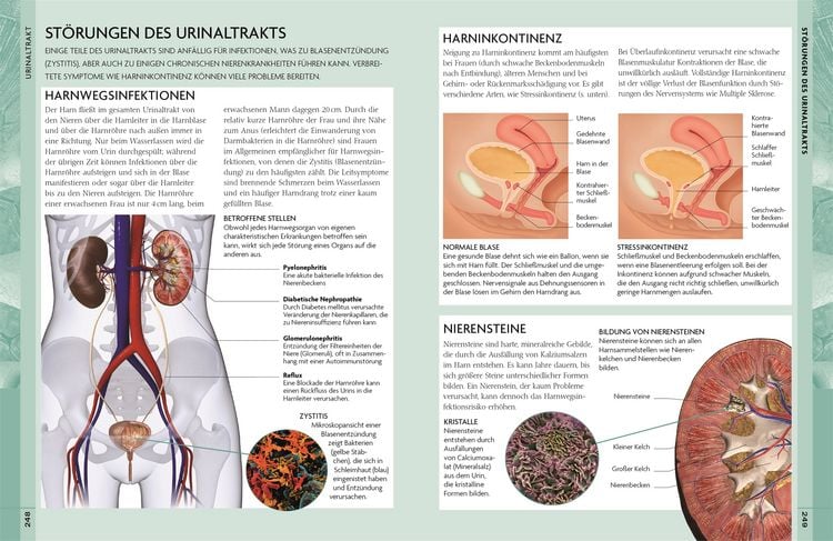 Produktbild: Kompaktatlas menschlicher K&ouml;rper
