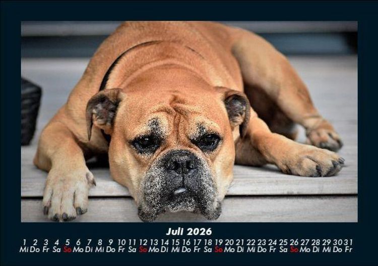 Produktbild: Hunde Kalender 2026 Fotokalender DIN A5