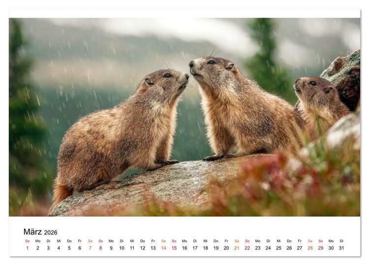 Produktbild: Hallo Murmeltier (Tischkalender 2026 DIN A5 quer), CALVENDO Monatskalender