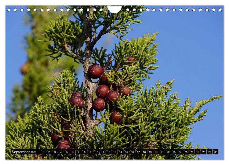 Produktbild: Formentera - Mittelmeerinsel voller Magie (Wandkalender 2026 DIN A4 quer), CALVENDO Monatskalender
