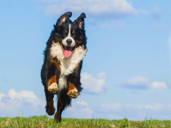 Produktbild: CALVENDO Puzzle Berner Sennenhund Merlin | 1000 Teile Lege-Gr&ouml;&szlig;e 64x48cm Foto-Puzzle f&uuml;r gl&uuml;ckliche Stunden