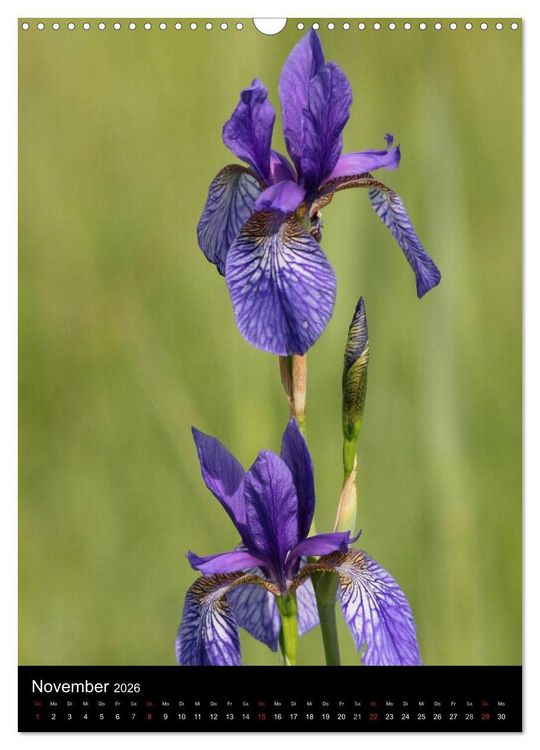 Produktbild: Seltene Wildblumen (Wandkalender 2026 DIN A3 hoch), CALVENDO Monatskalender