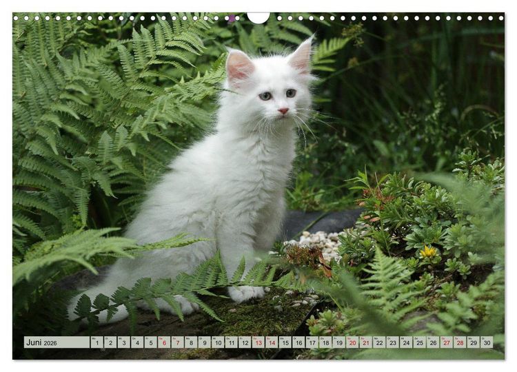 Produktbild: Tierkinder klein und s&uuml;&szlig; (Wandkalender 2026 DIN A3 quer), CALVENDO Monatskalender
