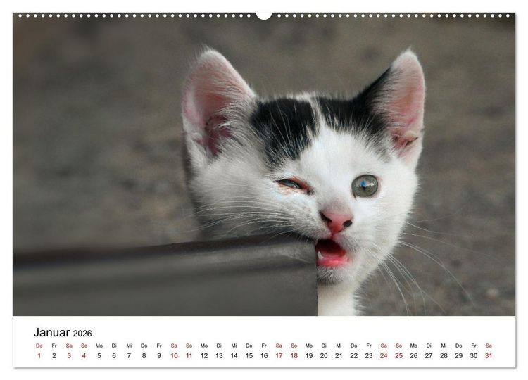Produktbild: Katzenbabys (Wandkalender 2026 DIN A2 quer), CALVENDO Monatskalender