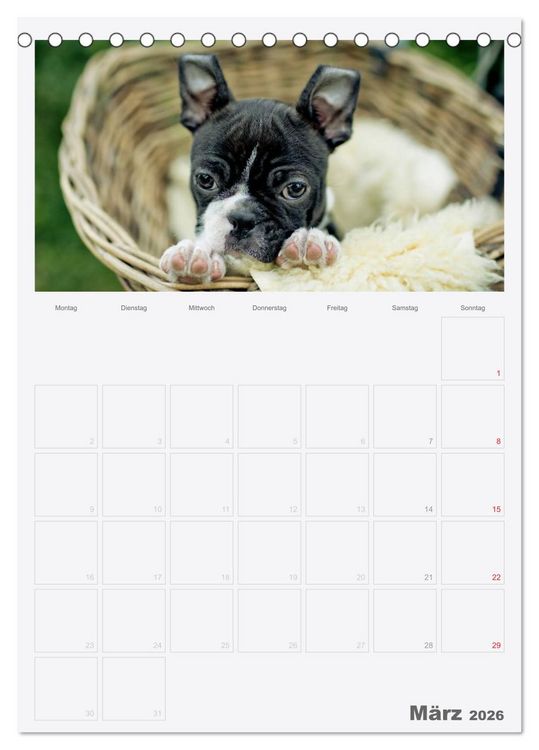 Produktbild: Boston Terrier der Hund 2026 (Tischkalender 2026 DIN A5 hoch), CALVENDO Monatskalender