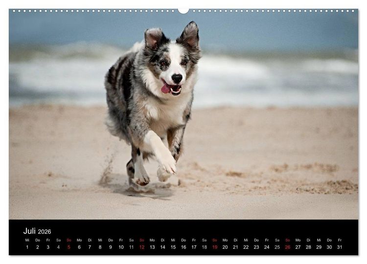 Produktbild: Border Collies (hochwertiger Premium Wandkalender 2026 DIN A2 quer), Kunstdruck in Hochglanz