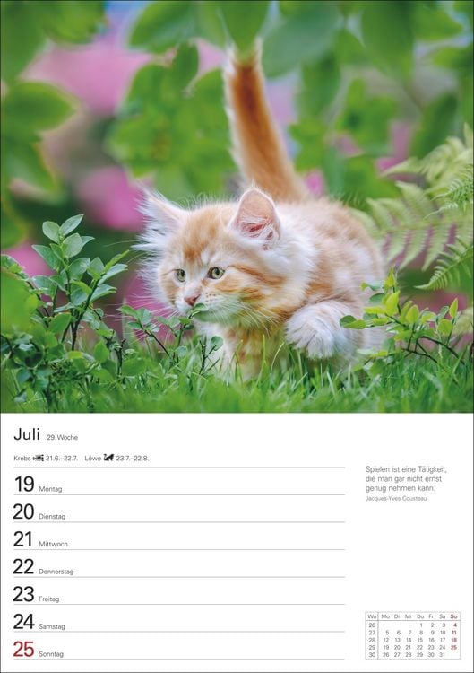 Produktbild: Katzen Wochenplaner 2027 - 53 faszinierende Fotografien
