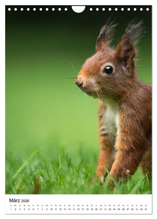 Produktbild: Eichh&ouml;rnchen - Einfach zum Verlieben (Wandkalender 2026 DIN A4 hoch), CALVENDO Monatskalender