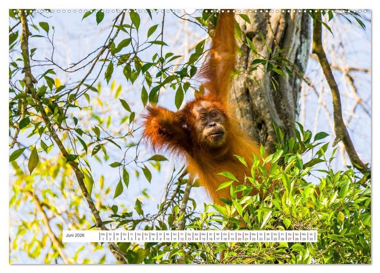 Produktbild: Gunung Leuser Nationalpark und seine Orang Utans (Wandkalender 2026 DIN A2 quer), CALVENDO Monatskalender