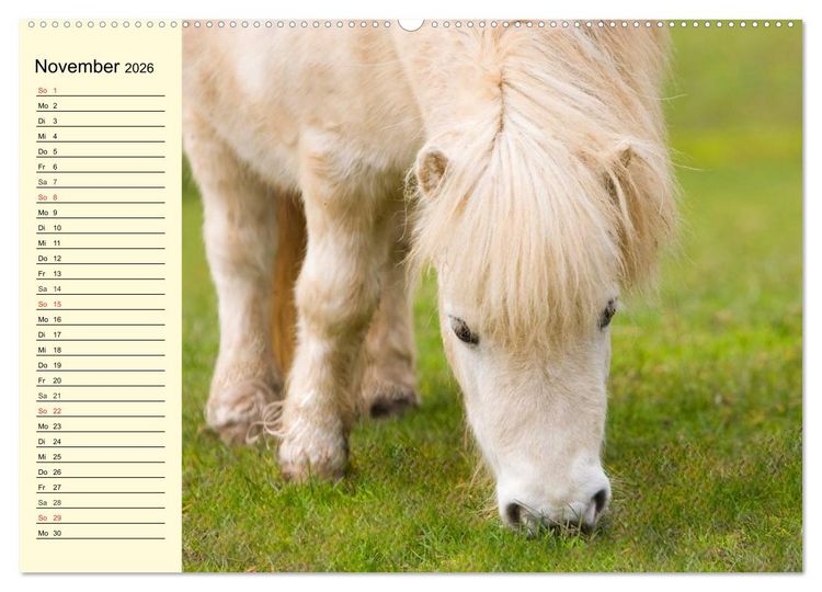 Produktbild: Ponys. Herzensbrecher mit Grips (Wandkalender 2026 DIN A2 quer), CALVENDO Monatskalender