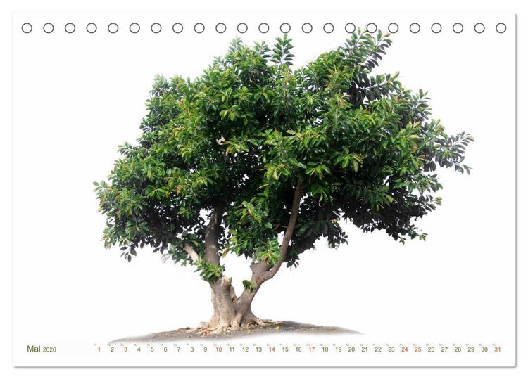 Produktbild: B&Auml;UME - wie gemalt (Tischkalender 2026 DIN A5 quer), CALVENDO Monatskalender