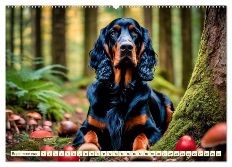 Produktbild: Gordon Setter - elegantes Kraftpaket (Wandkalender 2026 DIN A2 quer), CALVENDO Monatskalender