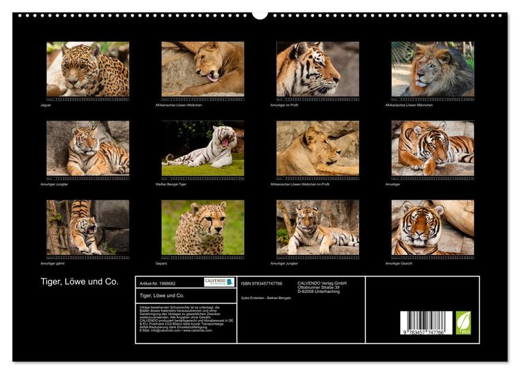 Produktbild: Tiger, L&ouml;we und Co. (hochwertiger Premium Wandkalender 2026 DIN A2 quer), Kunstdruck in Hochglanz