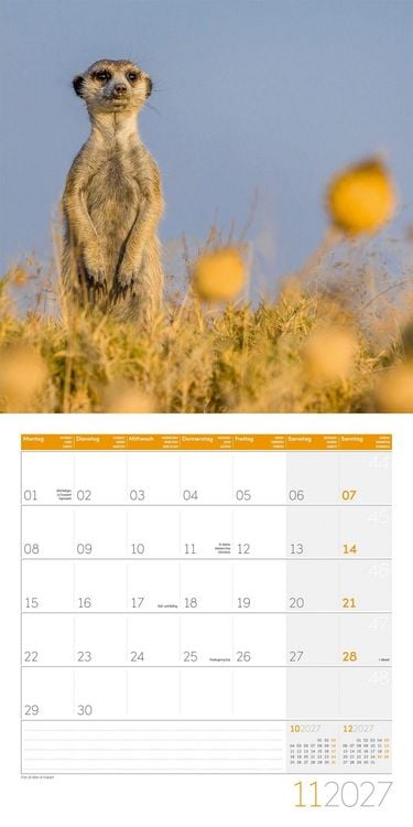 Produktbild: Erdm&auml;nnchen Kalender 2027 - 30x30 - Art12