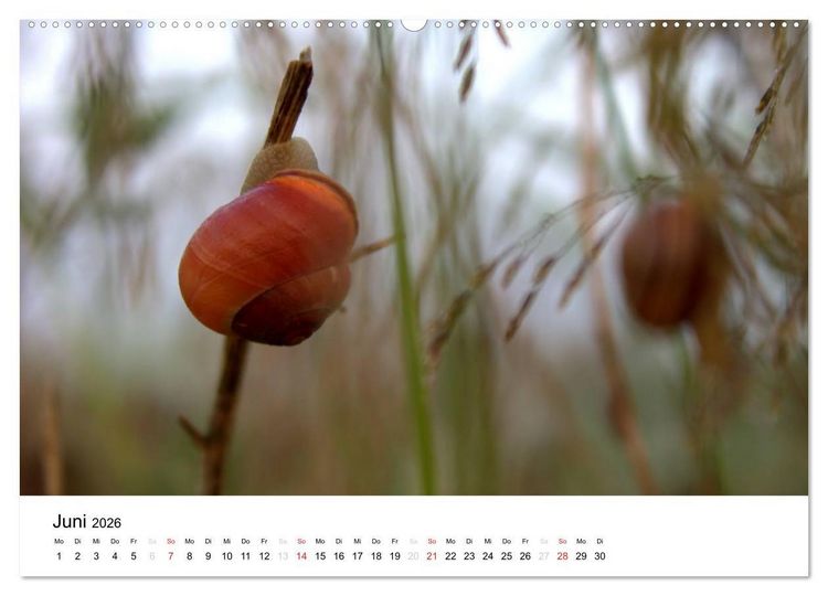 Produktbild: Zarte Natur 2026 (Wandkalender 2026 DIN A2 quer), CALVENDO Monatskalender