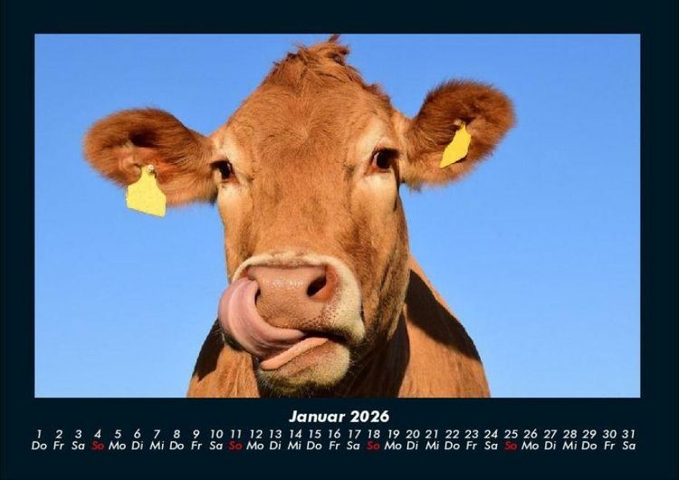 Produktbild: Kuhkalender 2026 Fotokalender DIN A4