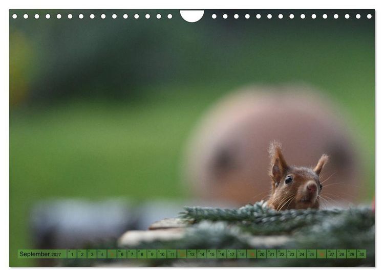 Produktbild: Eichh&ouml;rnchen-Spa&szlig; (Wandkalender 2027 DIN A4 quer), CALVENDO Monatskalender