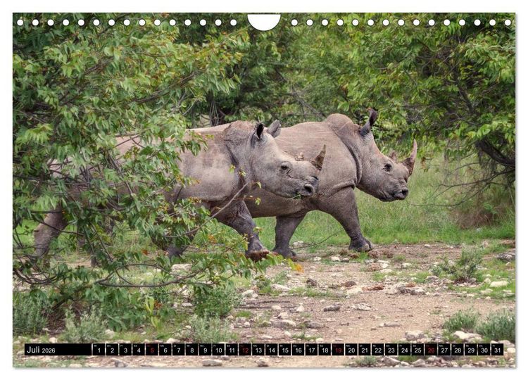 Produktbild: Afrikas Tierwelt: Nash&ouml;rner (Wandkalender 2026 DIN A4 quer), CALVENDO Monatskalender