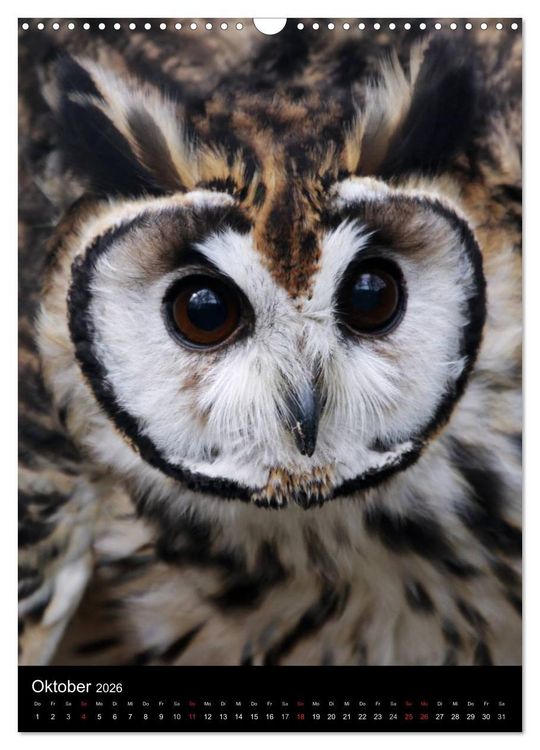 Produktbild: Greifv&ouml;gel im Portrait (Wandkalender 2026 DIN A3 hoch), CALVENDO Monatskalender
