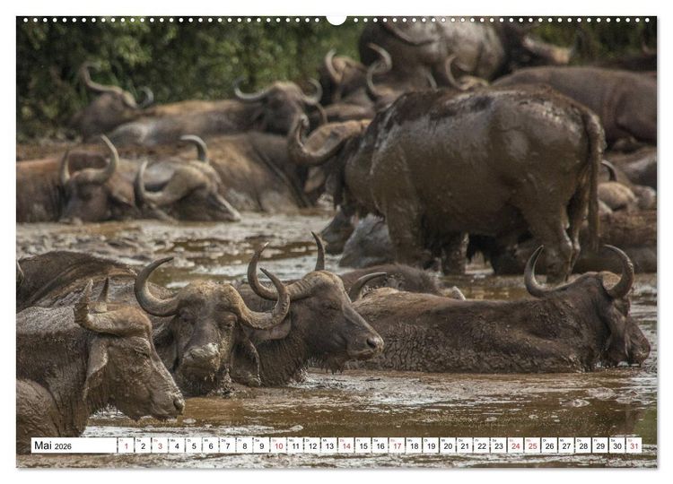 Produktbild: Wunderwelt der Tiere - S&uuml;dafrika (hochwertiger Premium Wandkalender 2026 DIN A2 quer), Kunstdruck in Hochglanz