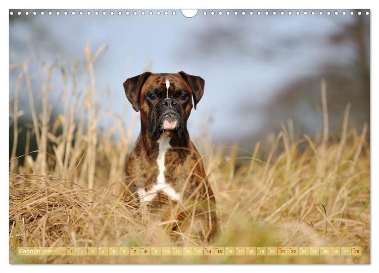 Produktbild: Gut - besser - Boxer (Wandkalender 2026 DIN A3 quer), CALVENDO Monatskalender