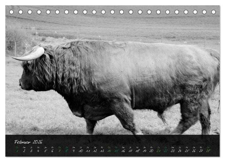 Produktbild: Highland Cattle vom Nordlicht - Faszination Hochland Rind (Tischkalender 2026 DIN A5 quer), CALVENDO Monatskalender