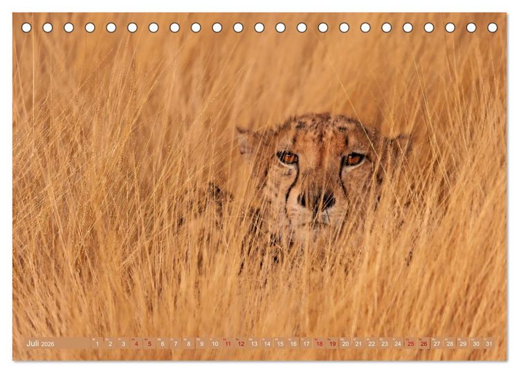 Produktbild: Afrikas Tierwelt - Geparde (Tischkalender 2026 DIN A5 quer), CALVENDO Monatskalender