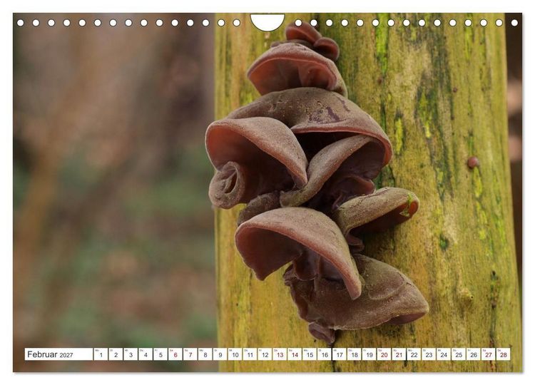 Produktbild: Pilze finden - das ganze Jahr! (Wandkalender 2027 DIN A4 quer), CALVENDO Monatskalender
