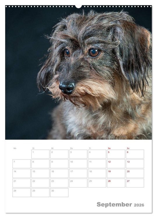 Produktbild: Dackelportraits (hochwertiger Premium Wandkalender 2026 DIN A2 hoch), Kunstdruck in Hochglanz