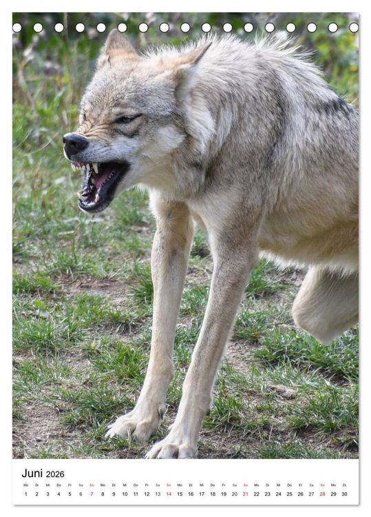 Produktbild: Wolf-Gesichter (Tischkalender 2026 DIN A5 hoch), CALVENDO Monatskalender