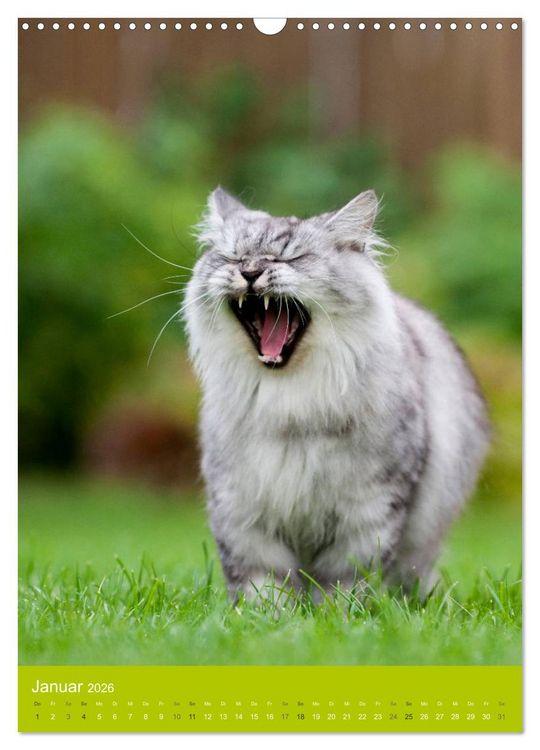 Produktbild: Britisch Langhaar Katzen (Wandkalender 2026 DIN A3 hoch), CALVENDO Monatskalender