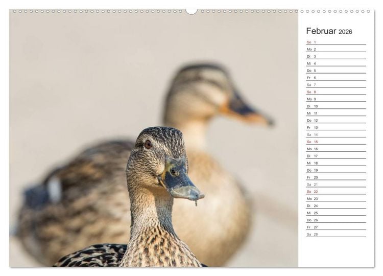 Produktbild: Emotionale Momente: Die Stockente. (Wandkalender 2026 DIN A2 quer), CALVENDO Monatskalender