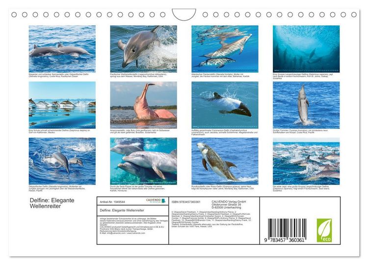 Produktbild: Delfine: Elegante Wellenreiter (Wandkalender 2026 DIN A4 quer), CALVENDO Monatskalender