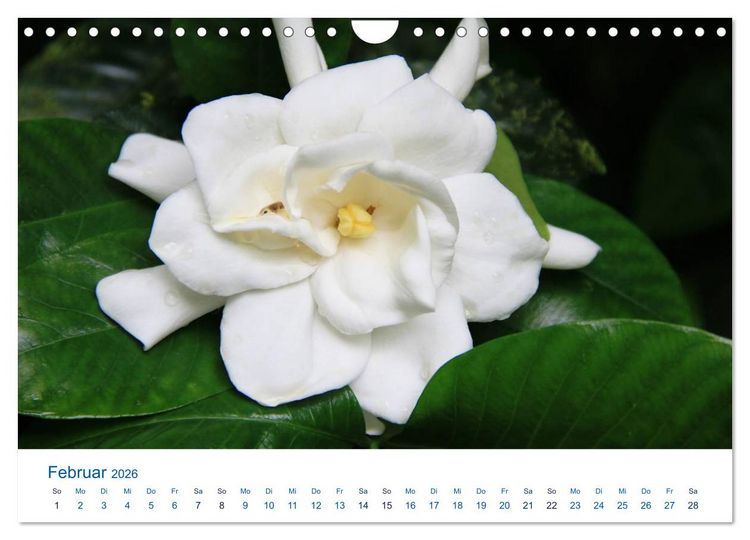 Produktbild: S&uuml;dsee-Insel Mo'orea (Wandkalender 2026 DIN A4 quer), CALVENDO Monatskalender