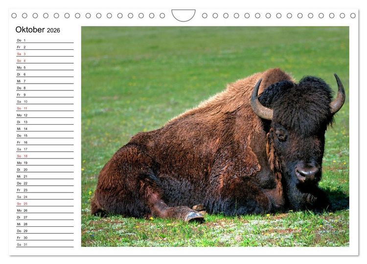 Produktbild: Der nordamerikanische Bison (Wandkalender 2026 DIN A4 quer), CALVENDO Monatskalender