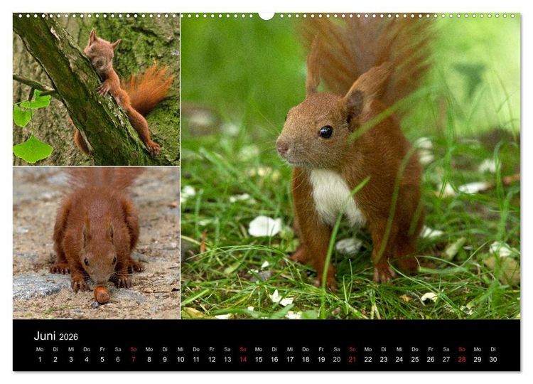 Produktbild: Wilde Eichh&ouml;rnchenwelt! (Wandkalender 2026 DIN A2 quer), CALVENDO Monatskalender