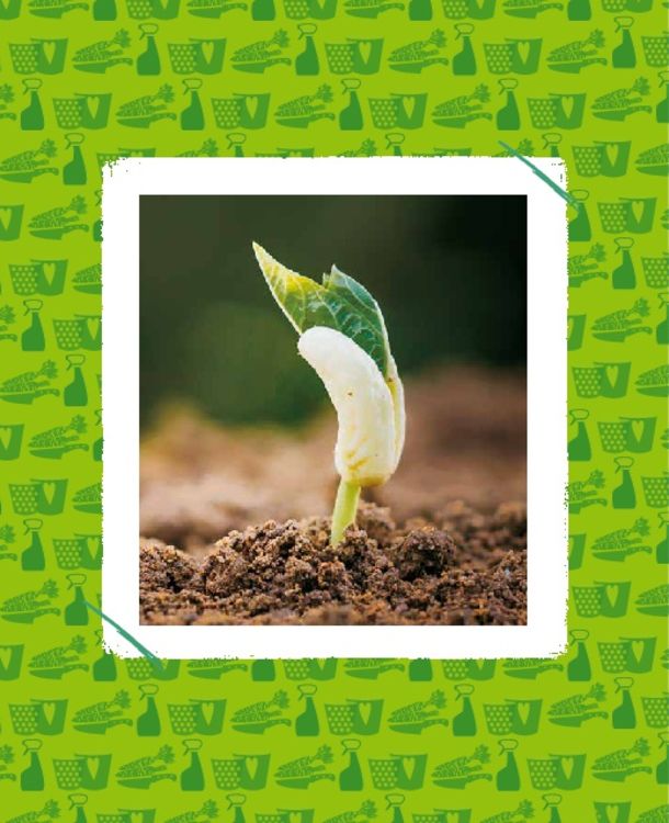 Regrowing – Neue Triebe aus Obst- und Gemüseresten